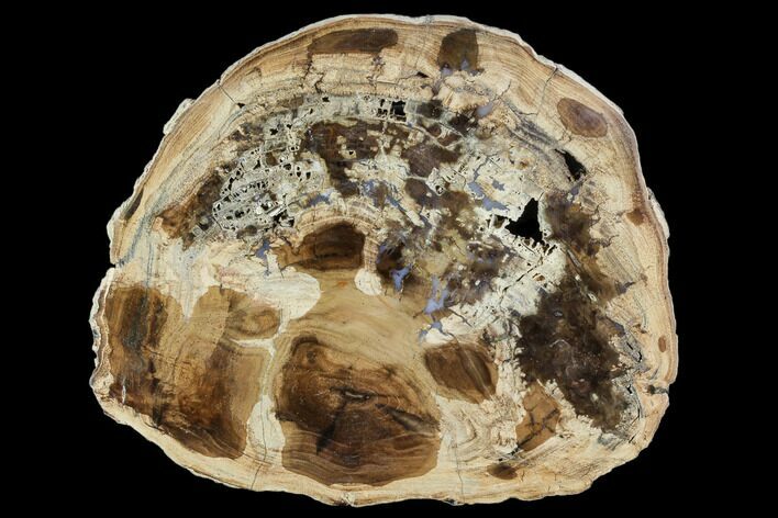 Petrified Wood (Cherry) Round - McDermitt, Oregon #104918